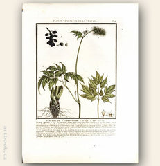 L´HERBE DE ST. CHRISTOPHE. L´ACTÉE A ÉPI. FLO. FR. Barevná mědirytina, 1784.