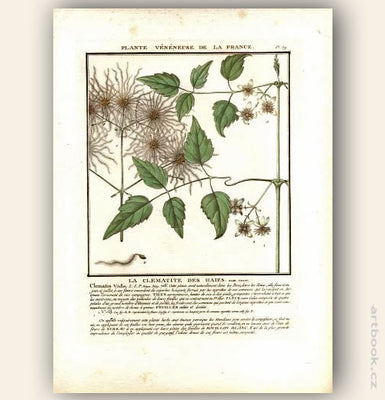 LA CLEMATITE DES HAIES. FLOR. FRAN. Barevná mědirytina, 1784.