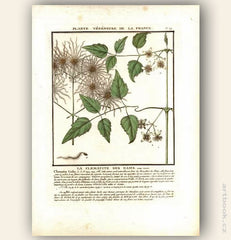 LA CLEMATITE DES HAIES. FLOR. FRAN. Barevná mědirytina, 1784.