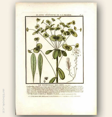 LE TITHYMALE DES BOIS. FLOR. FRA. Barevná mědirytina, 1784.