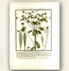 LE TITHYMALE DES BOIS. FLOR. FRA. Barevná mědirytina, 1784.