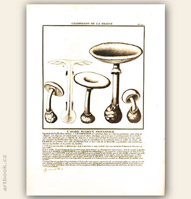 L´AGARIC BULBEUX PRINTANIER. Barevná mědirytina, 1784.