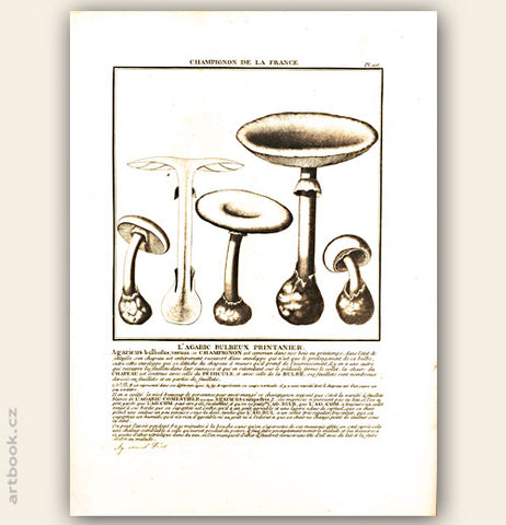L´AGARIC BULBEUX PRINTANIER. Barevná mědirytina, 1784.