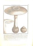 L´AGARIC SOLITAIRE. Barevná mědirytina, 1784.