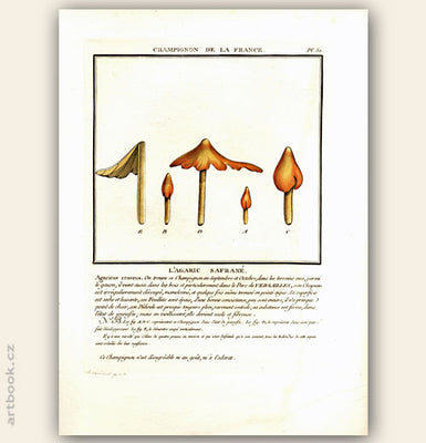 L´AGARIC SAFRANÉ. Barevná mědirytina, 1784.