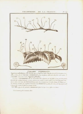 L´AGARIC ANDROSACE. Barevná mědirytina, 1784.