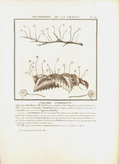 L´AGARIC ANDROSACE. Barevná mědirytina, 1784.