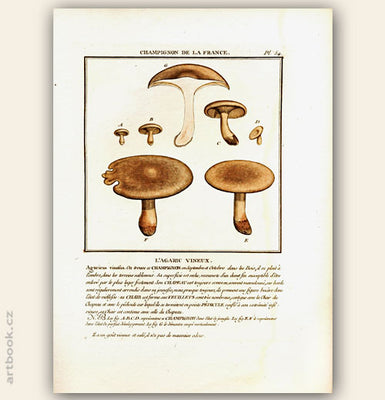 L´AGARIC VINEUX. Barevná mědirytina, 1784.