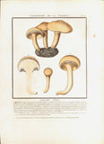 L´AGARIC D´ORÉ. Barevná mědirytina, 1784.