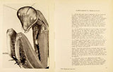 DALI; SALVADOR: LE MYTHE TRAGIQUE DE L'ANGELUS DE MILLET. - 1963. 1. vyd. First edition.