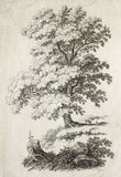 Mánes; Antonín (1784-1843).  - 1832. Studie stromu. Lept; značeno v desce. /grafika/q/