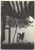 EINHORN; E. - KAINAR; J.: ZVÍŘÁTKA VÁS POZDRAVUJÍ. I.;II. - 1964. Foto EINHORN; text KAINAR. /ZOO/