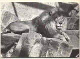 EINHORN; E. - KAINAR; J.: ZVÍŘÁTKA VÁS POZDRAVUJÍ. I.;II. - 1964. Foto EINHORN; text KAINAR. /ZOO/