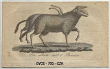 MONSTRA. -  Mědirytiny; pol. 19. st. /grafika/