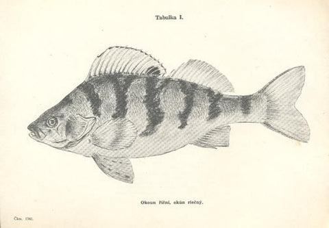 1948. Ilustrace DYKOVÁ. /atlas ryb/