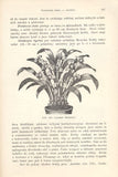 1898. Spolehlivý rádce domácího zahradnictví. /flora/