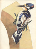 GLAZAROVÁ; JARMILA: ZAHRADNÍK HEJDUK. - 1944. 1. vyd. Ilustrace ZDENĚK SEYDL. Podpis autorky.