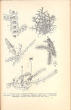 VELENOVSKÝ, JOS.: VŠEOBECNÁ BOTANIKA. SROVNÁVACÍ MORFOLOGIE. Díl I. - 1905.