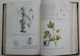 STRASBURGER, EDUARD: LEHRBUCH DER BOTANIK FÜR HOCHSCHULEN. - 1906.