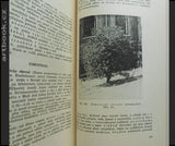JIROUT, FRANTIŠEK: DŘEVO V PŘÍRODĚ A ŘEMESLECH V ŽIVNOSTI A PRŮMYSLU VŮBEC. - 1928.