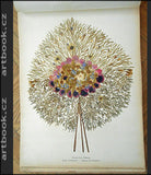 FLEURS ET PHOTOGRAPHIES DE TERRE SAINTE. Boulos  Meo, Jerusalem. - cca 1900.
